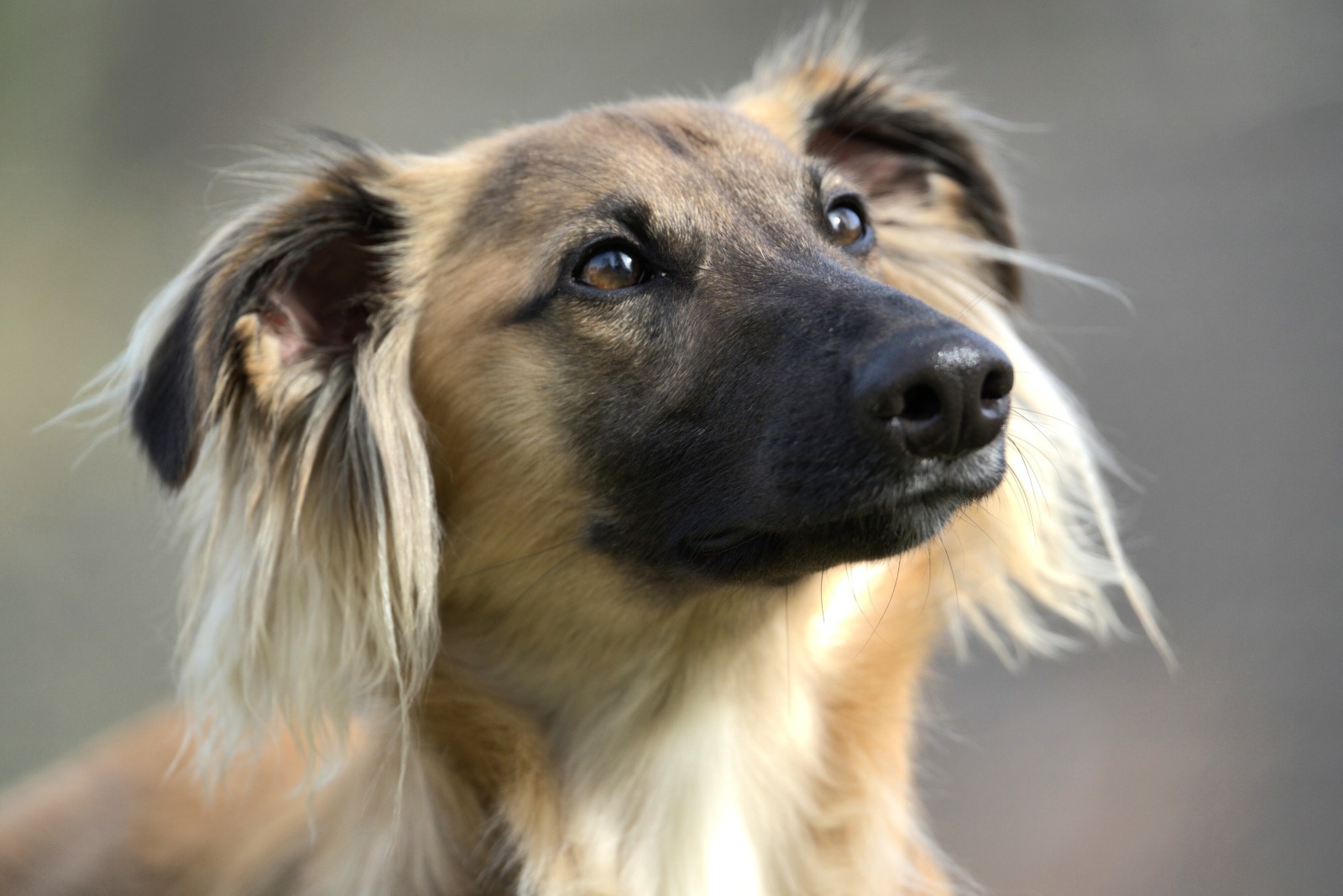  Eddie – Alle Wünsche von den Buschperlen 