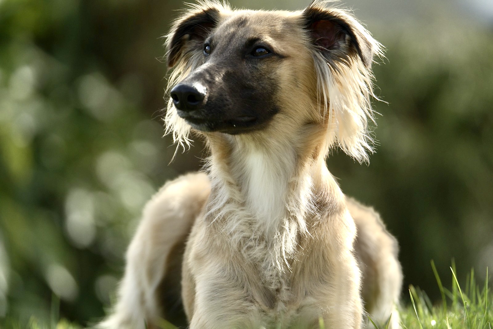  Eddie – Alle Wünsche von den Buschperlen 