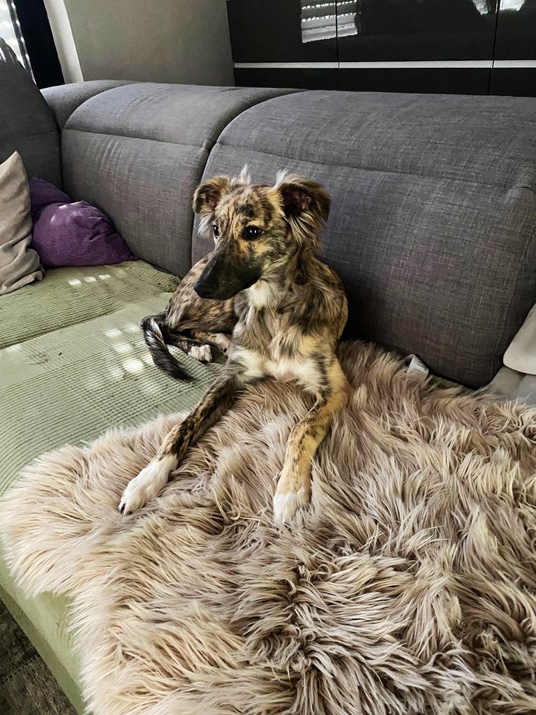  Floki – Alle Träume von den Buschperlen 