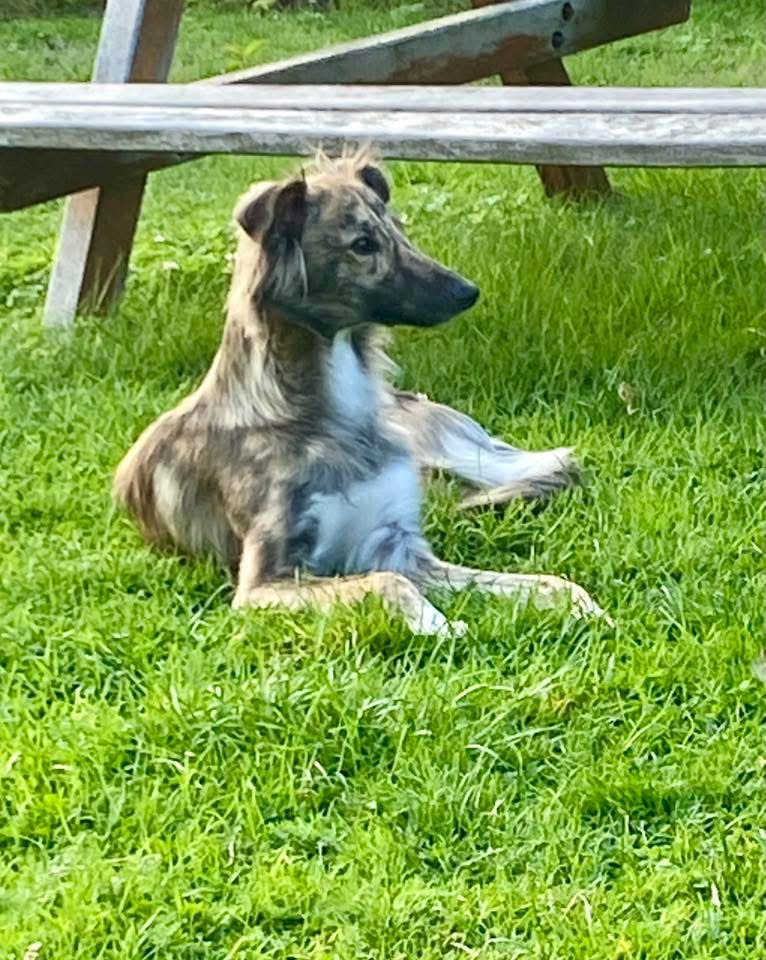  Floki – Alle Träume von den Buschperlen 