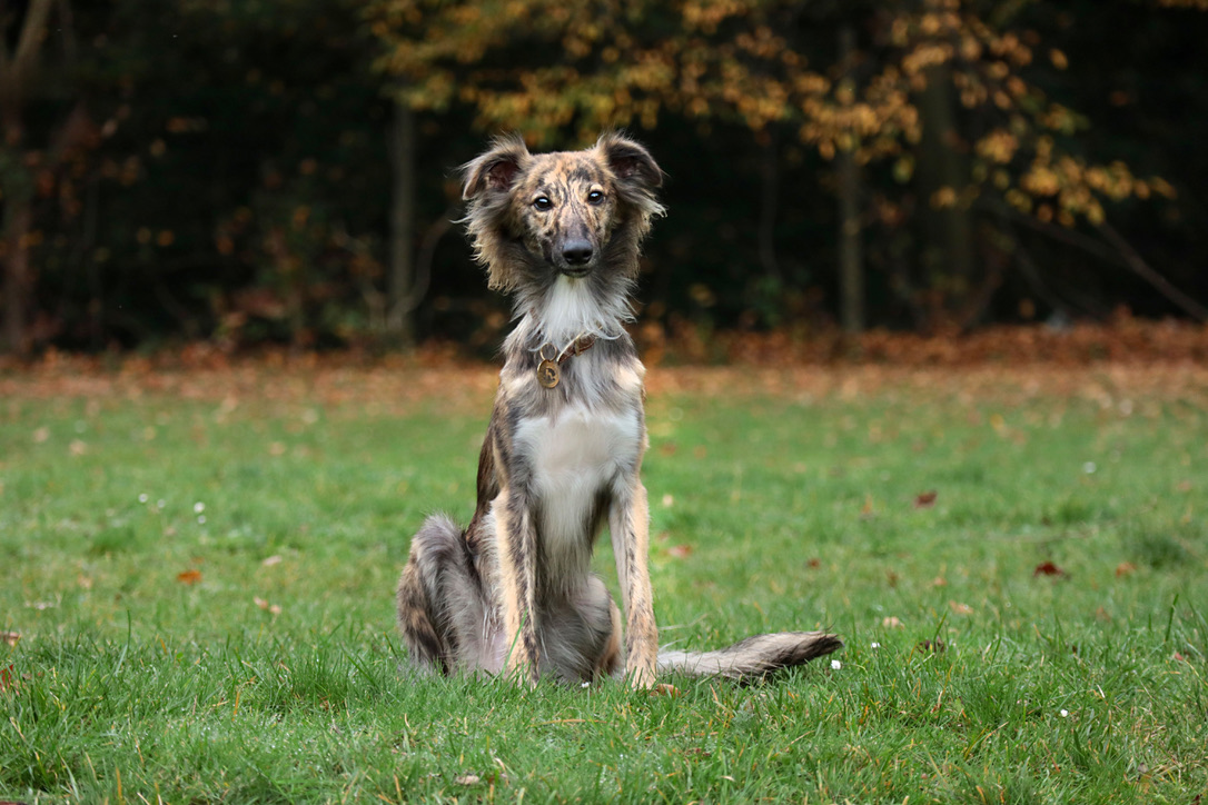  Floki – Alle Träume von den Buschperlen 
