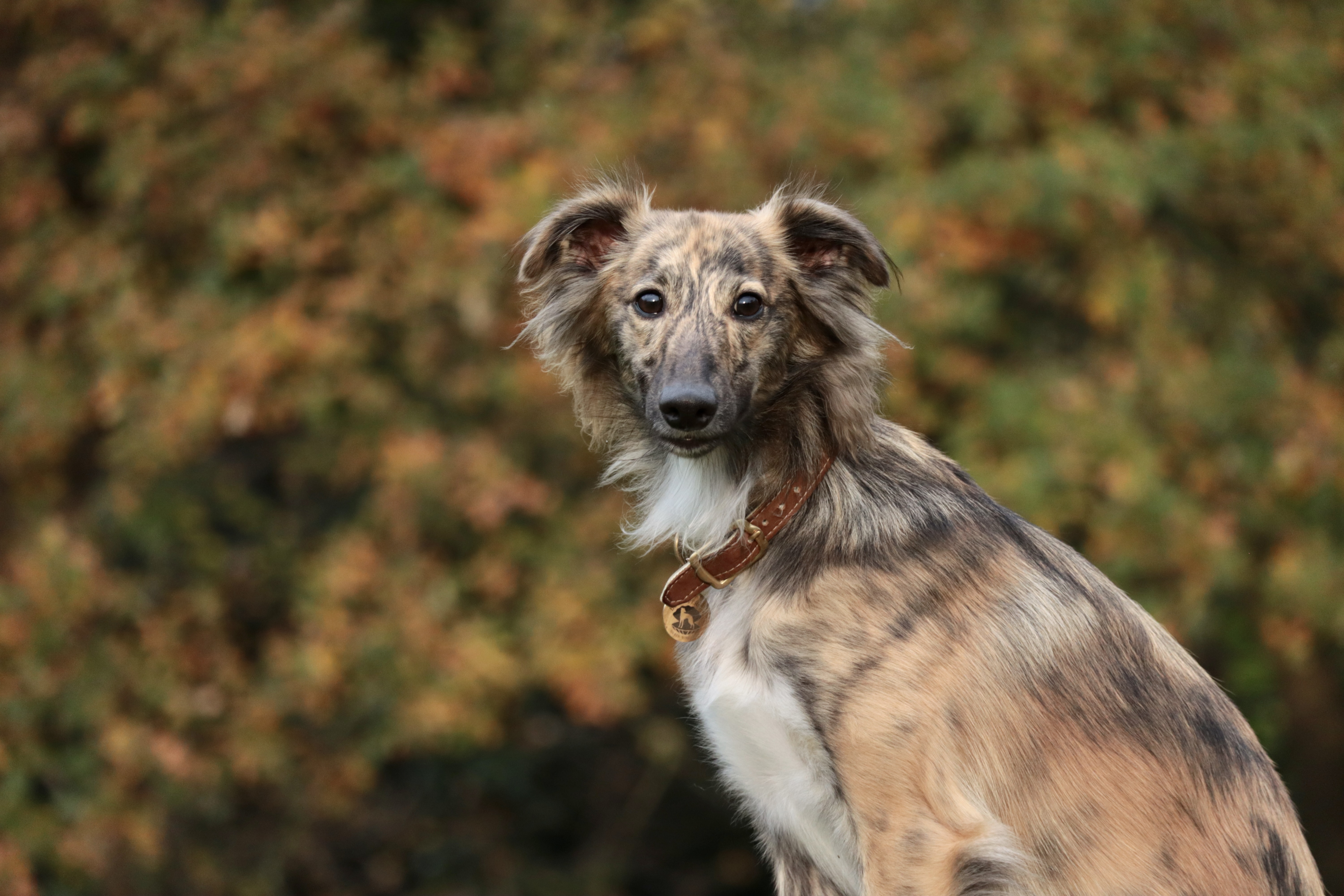  Floki – Alle Träume von den Buschperlen 