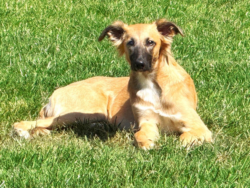  Moony – Alles Harmonie von den Buschperlen 