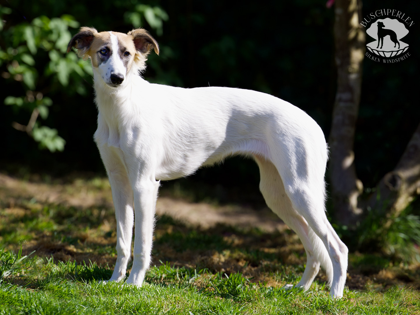  Alle Liebe von den Buschperlen 