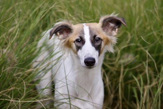  Alle Liebe von den Buschperlen 