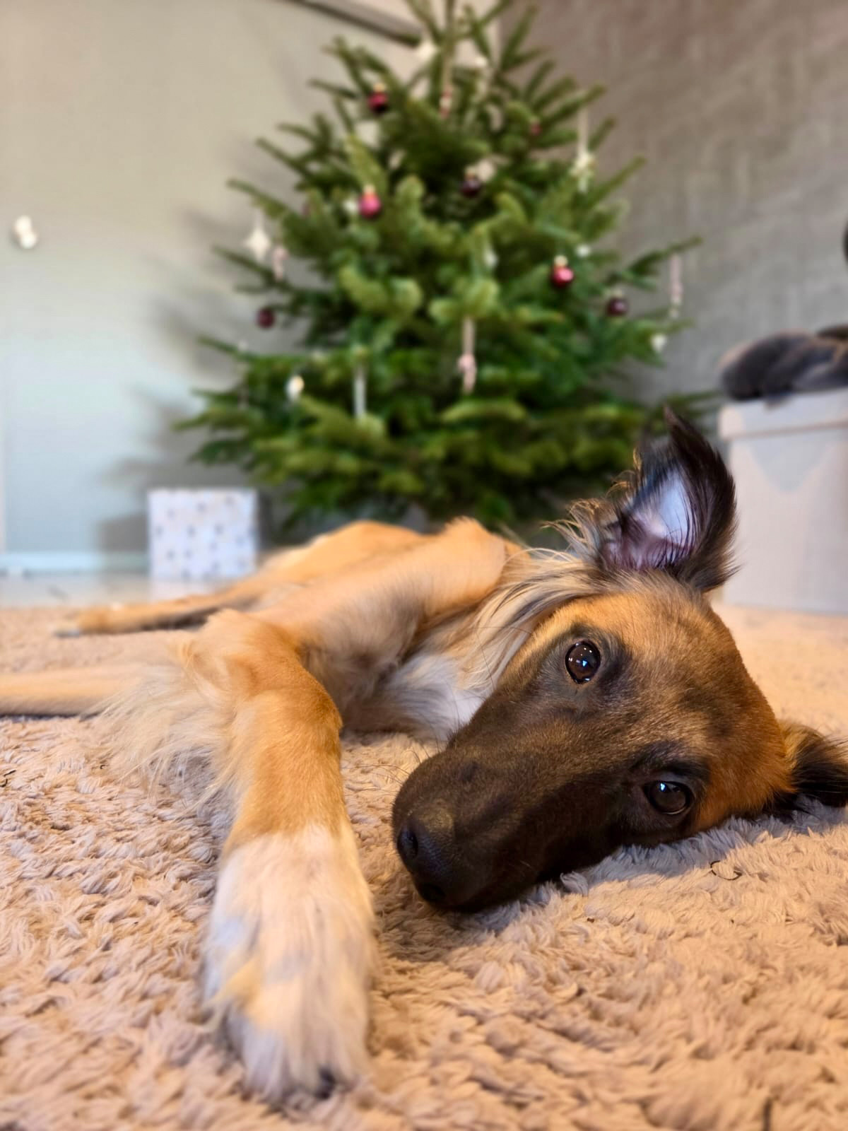  Aslan – Alle Freude von den Buschperlen 