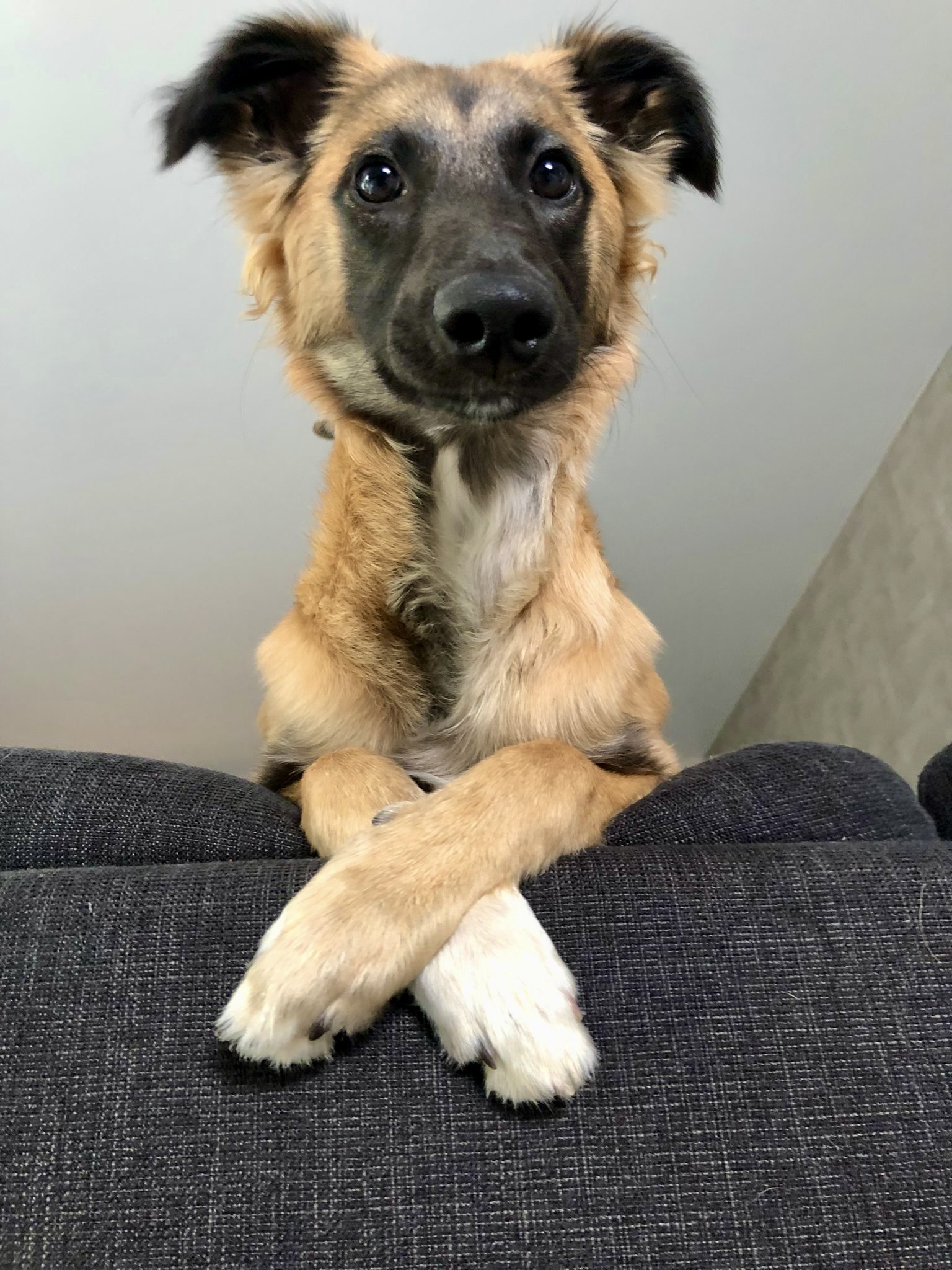  Aslan – Alle Freude von den Buschperlen 