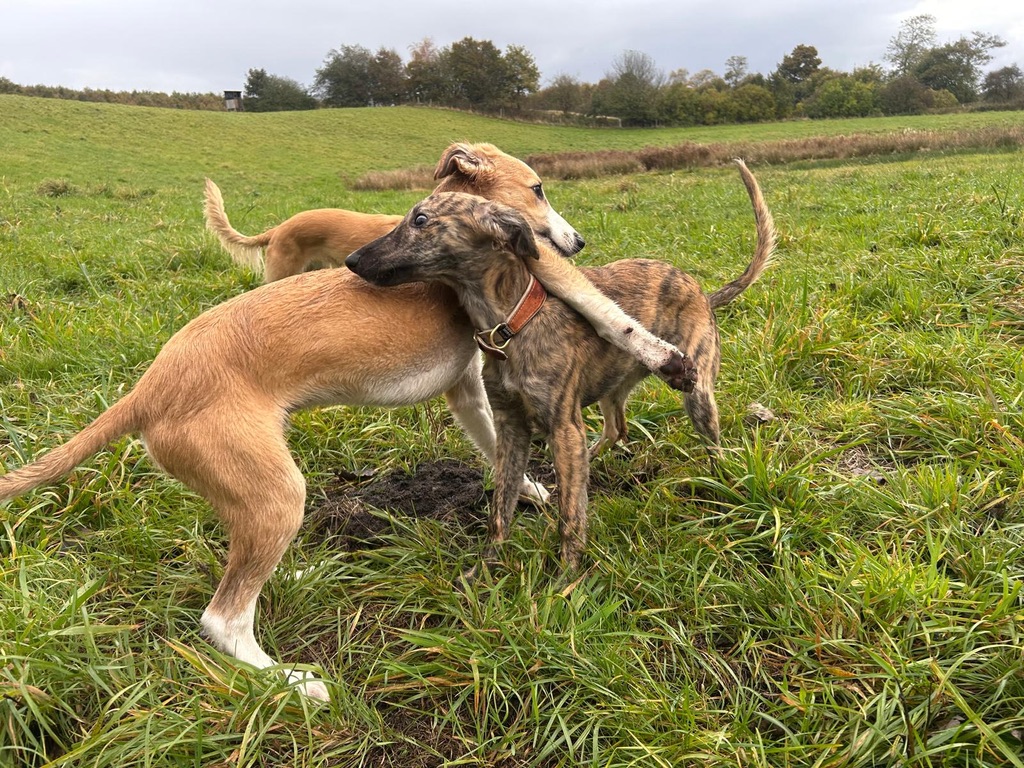  Keke – Beste Laune von den Buschperlen 