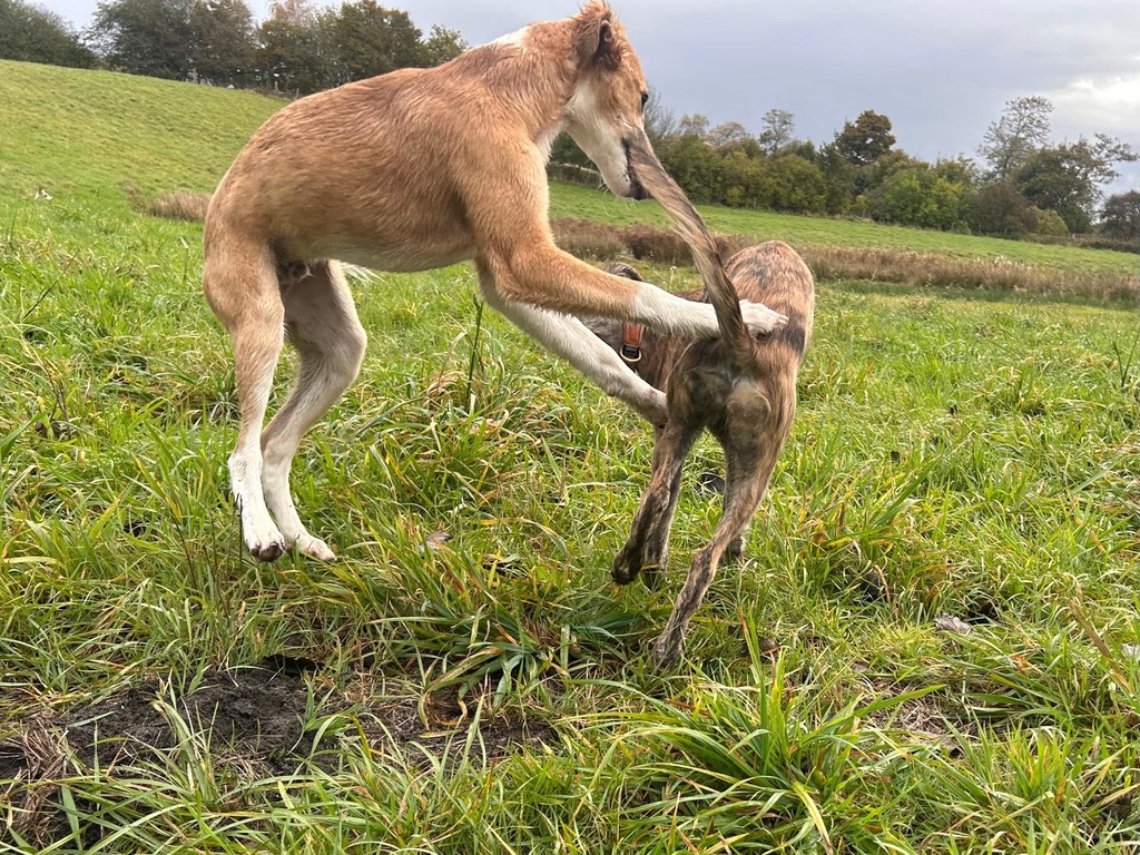  Keke – Beste Laune von den Buschperlen 