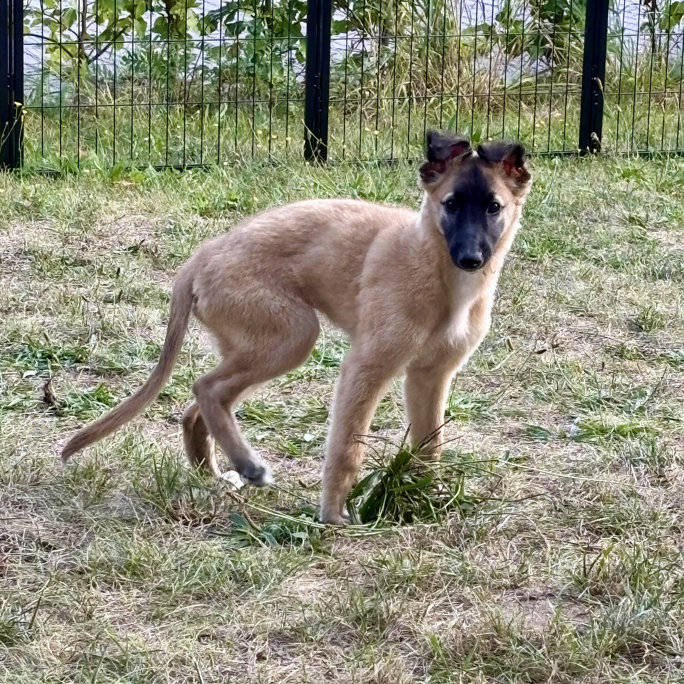  Bert – Bester Freund von den Buschperlen 