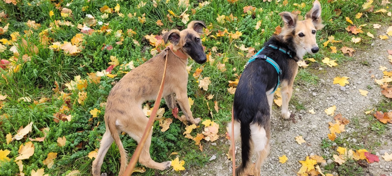  Bay – Bester Schatz von den Buschperlen mit Freundin Benice – Silken Speed Bonni 