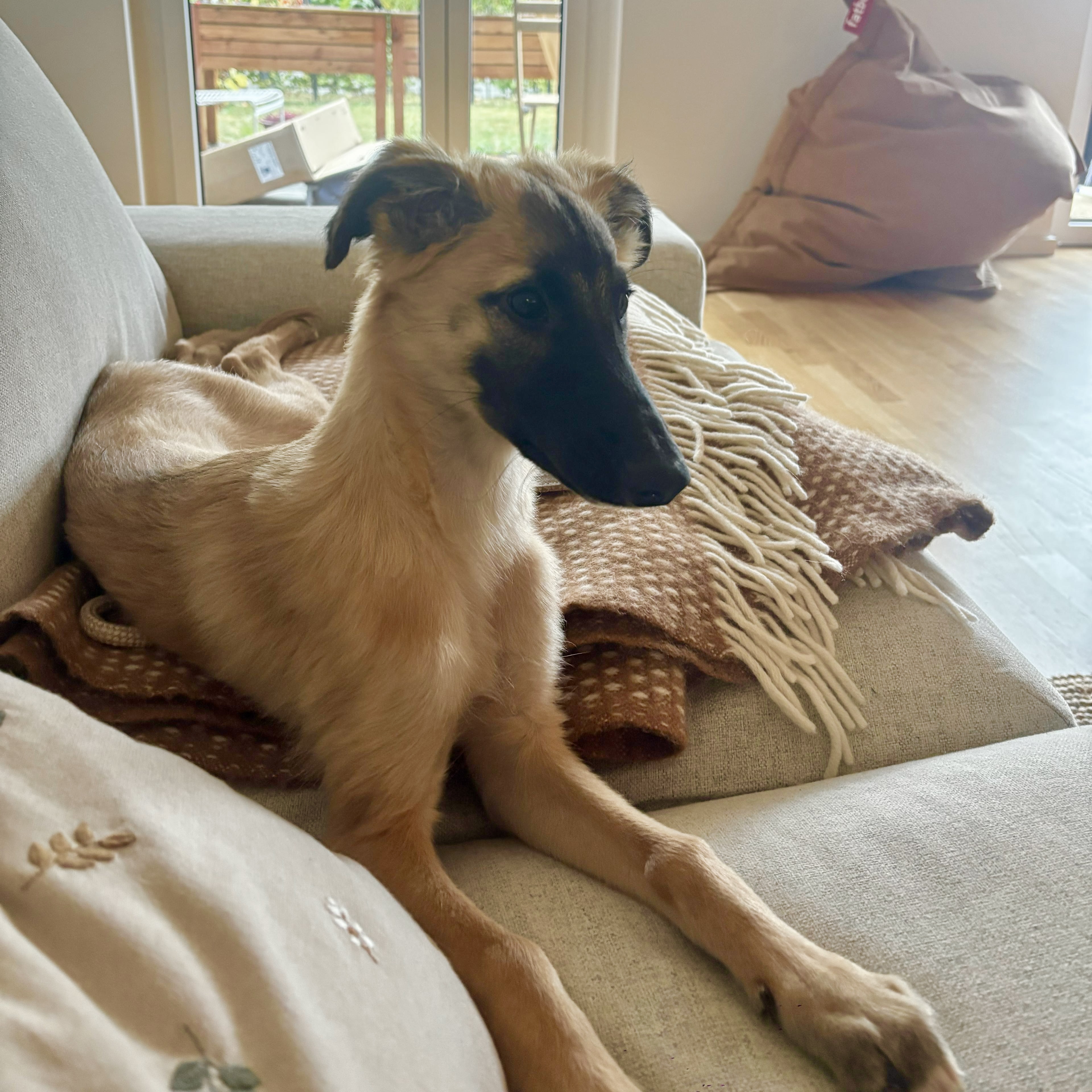  Bert – Bester Freund von den Buschperlen 