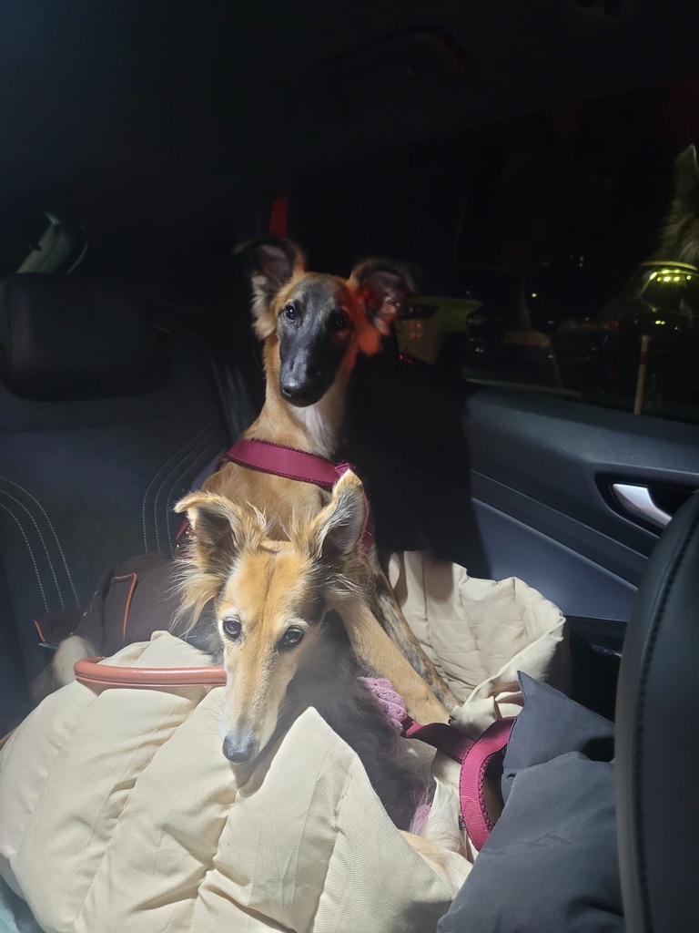  Bay – Bester Schatz von den Buschperlen mit Freundin Benice – Silken Speed Bonni 