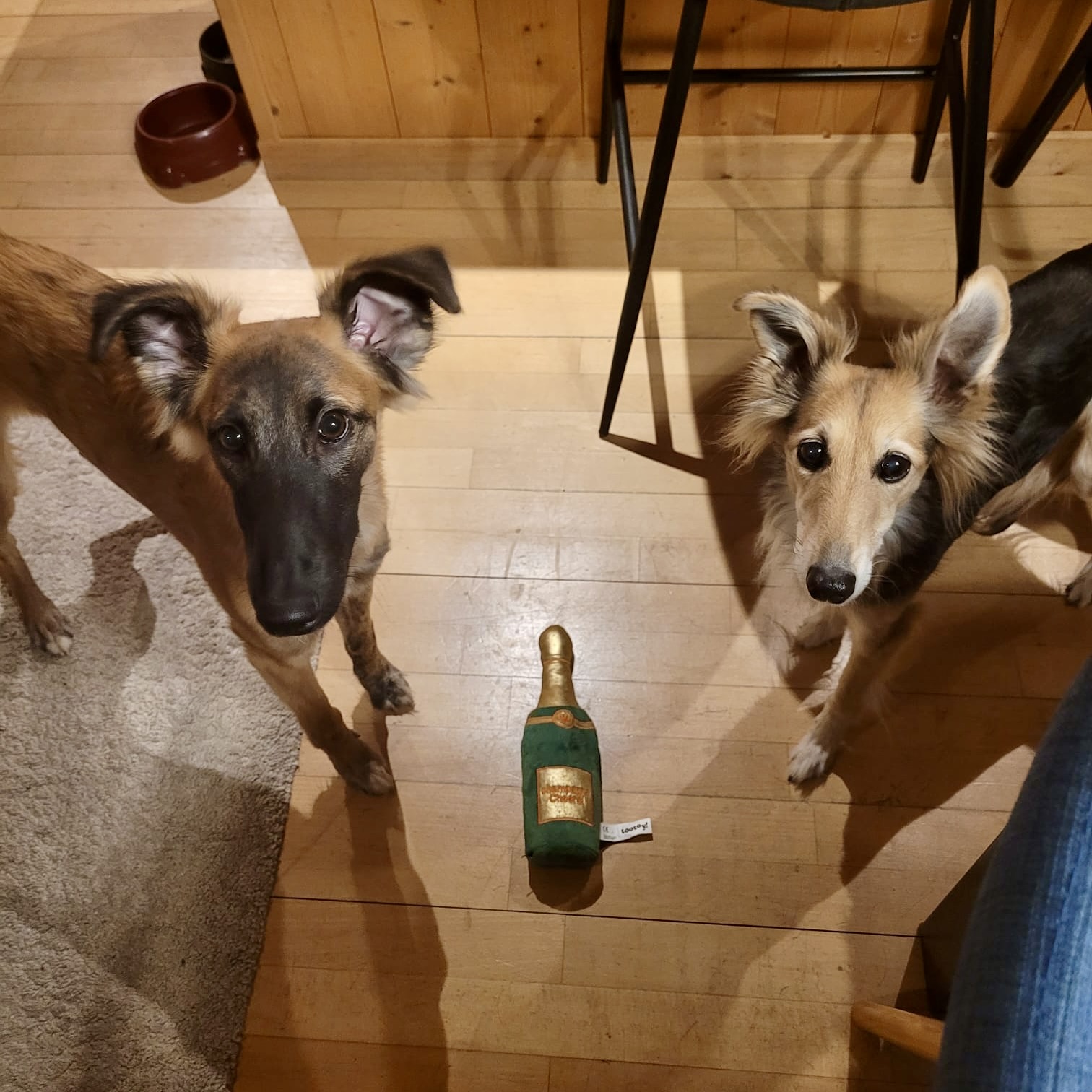  Bay – Bester Schatz von den Buschperlen mit Freundin Benice – Silken Speed Bonni 