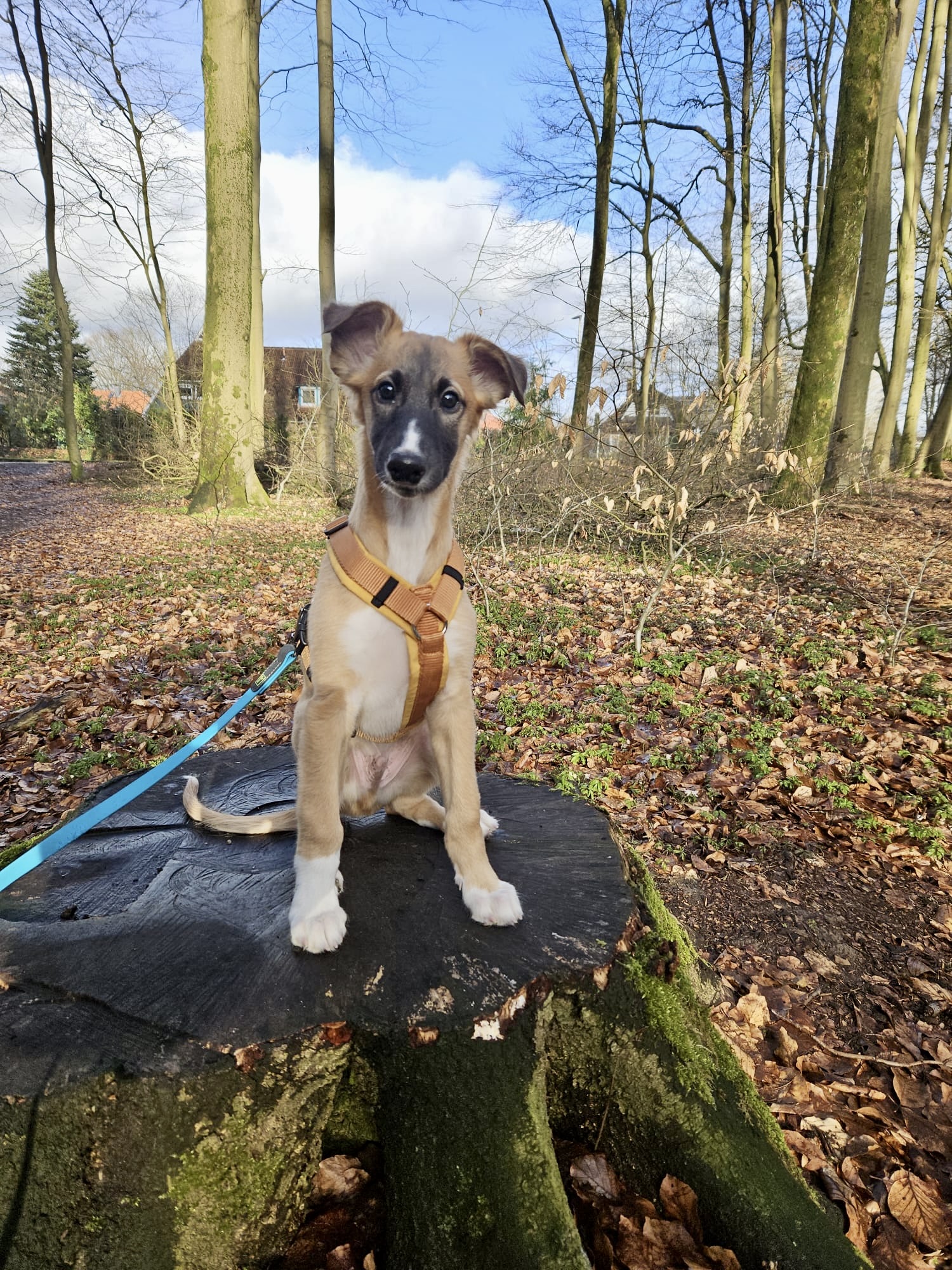  Emil – Cosmo Atlantico von den Buschperlen 