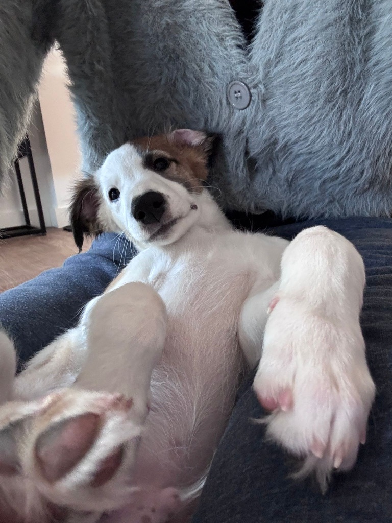  Louie – Cosmo Granada von den Buschperlen 