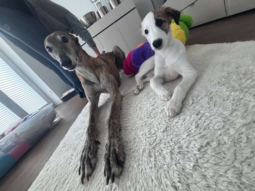  Louie – Cosmo Granada von den Buschperlen mit Freund Mac 