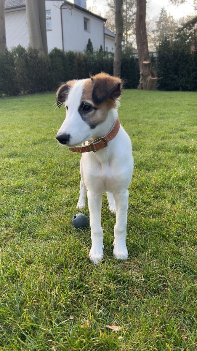  Louie – Cosmo Granada von den Buschperlen 