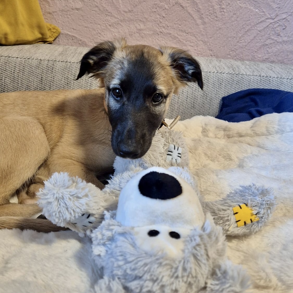  Cosma – Cosma Sagrada von den Buschperlen 