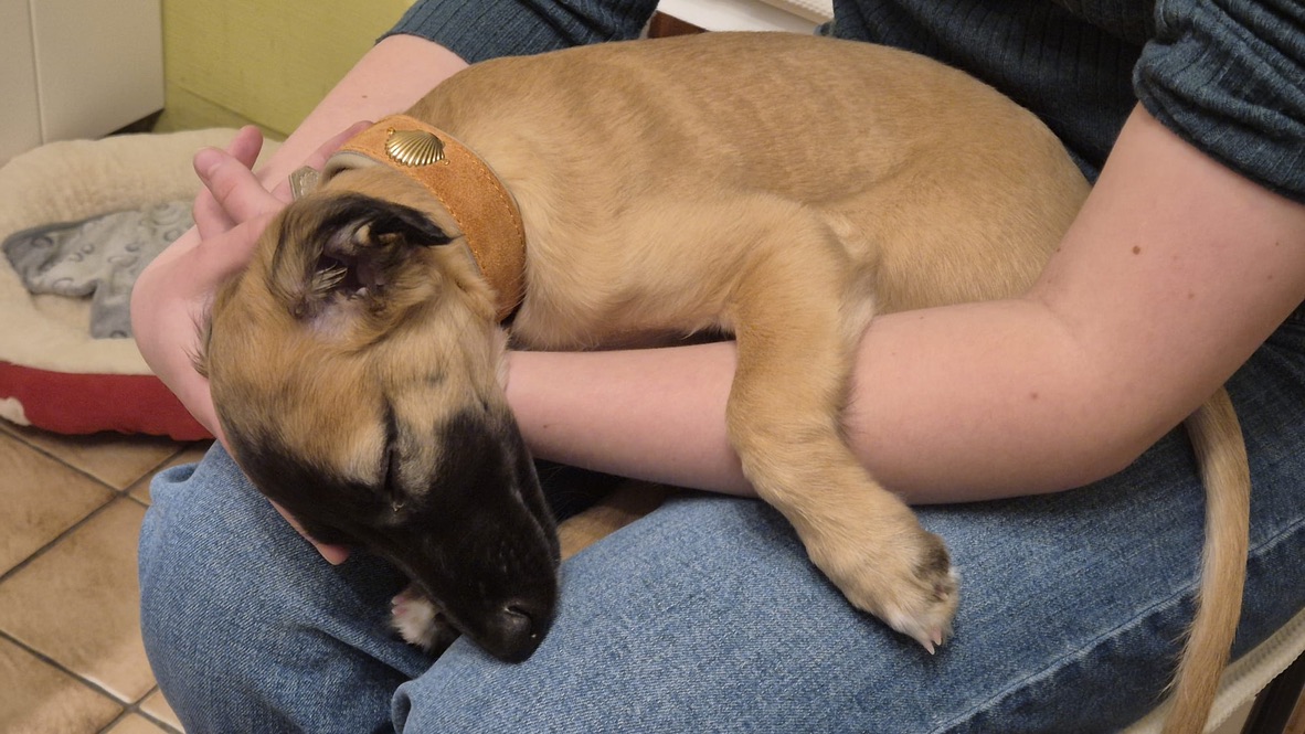  Cosma – Cosma Sagrada von den Buschperlen 