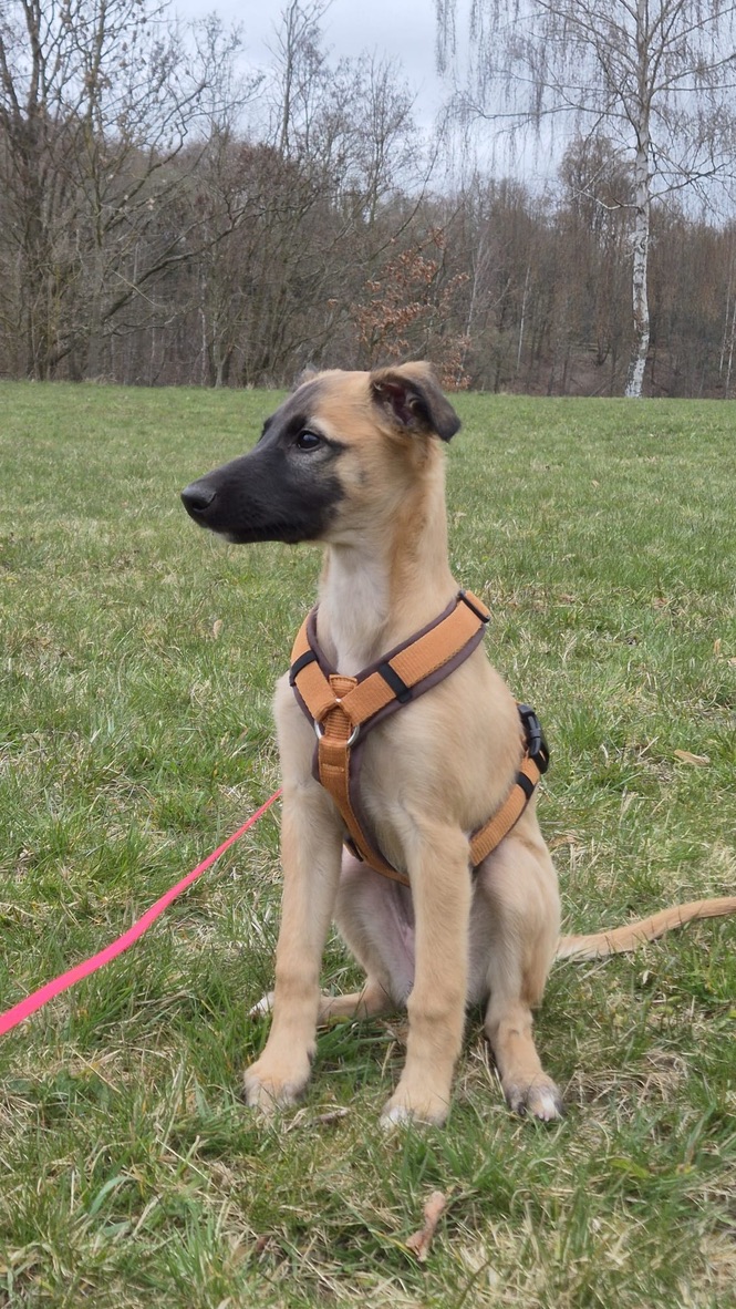  Cosma – Cosma Sagrada von den Buschperlen 