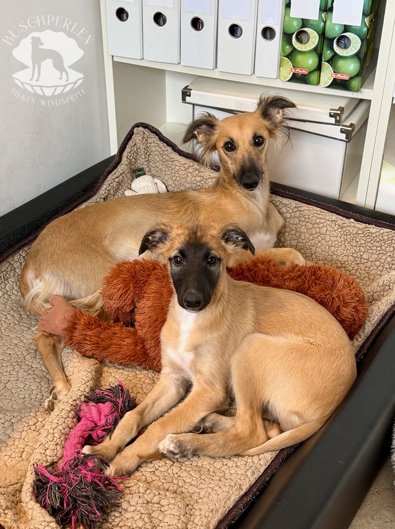  Cosma II – Cosma Alhambra von den Buschperlen mit Mama Tara 