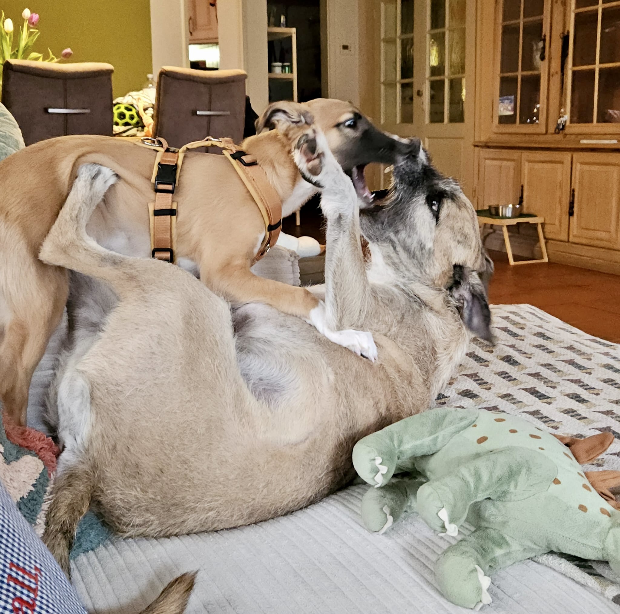  Emil – Cosmo Atlantico von den Buschperlen mit Freund Jonte 